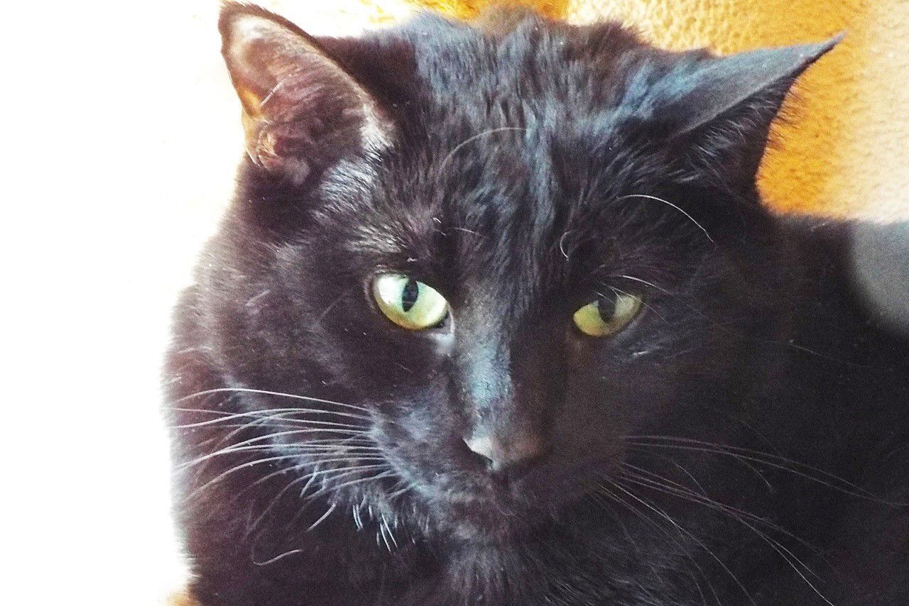 Adopt a friend: Andre